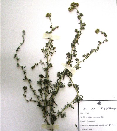 Boumadaran-e jonoubi,Beranjasf