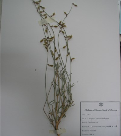 Gavan-e derakhtcheii