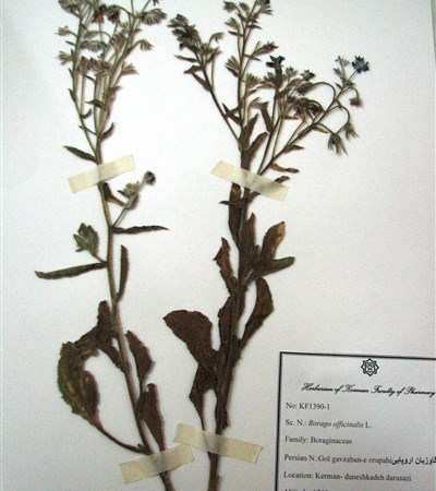 Gol gavzaban-e oroupaii