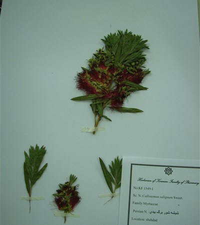 Shisheshour-e barg-e bidi