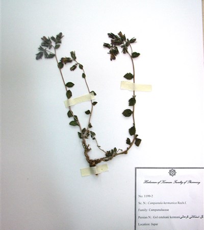 Gol estekani-e kermani