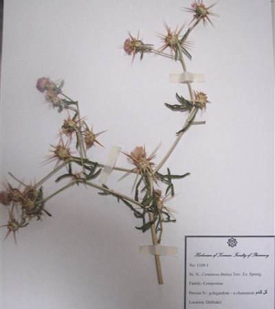 Gol-e gandom-e chamanzar