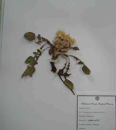 Gol-e gandom-e esfahani