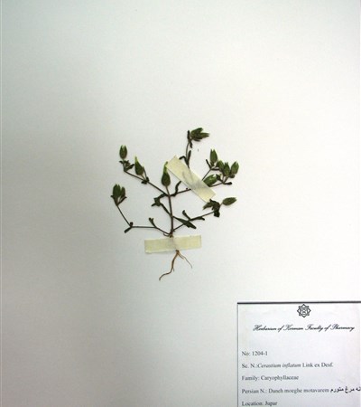 Daane morgh-e motavarem