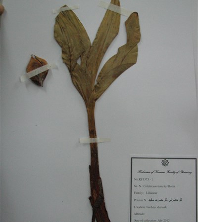 Gol-e hasrat-e sefid