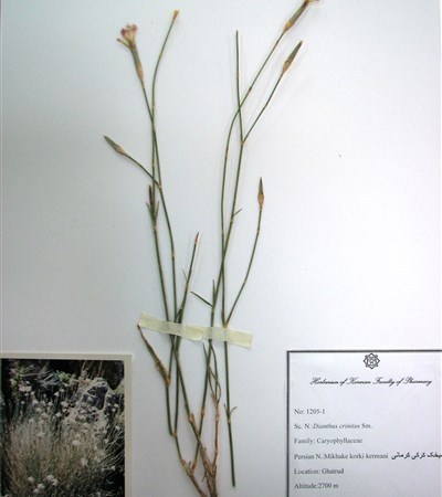 Mikhak-e korki-e kermani