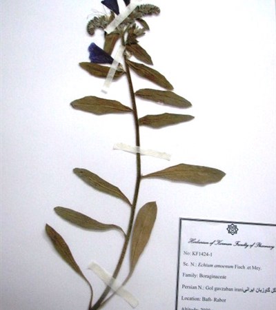 Gol gavzaban-e irani