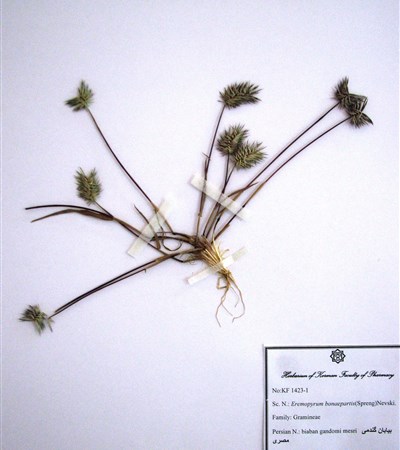 Biyaban gandomi-e mesri