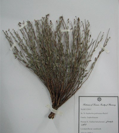 Farfioun-e balouchestani