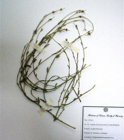 Farfioun-e esfahaani