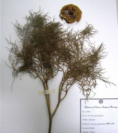 Komaaye ghalaaf daar