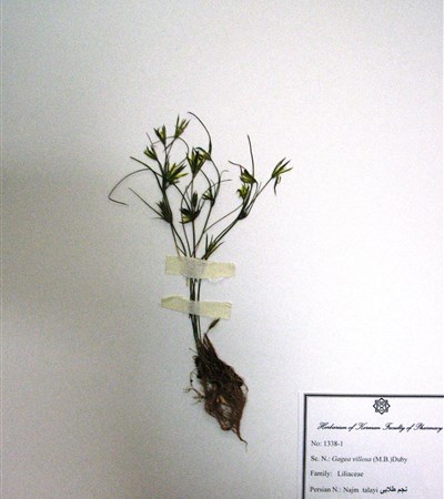 Najm  talayie balootestani