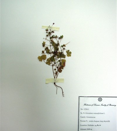 Suzan choupane barg dayerehi