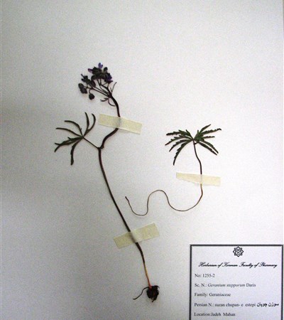 suzan choupan-e  estepi