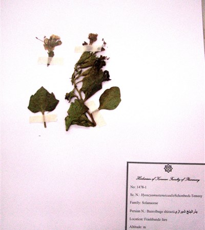 Bazrolbanje shirazii