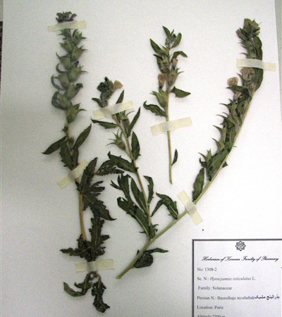 Bazrolbanje moshabak