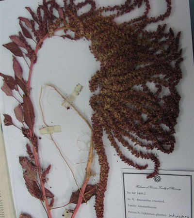 Tajkhorous-e ghermez