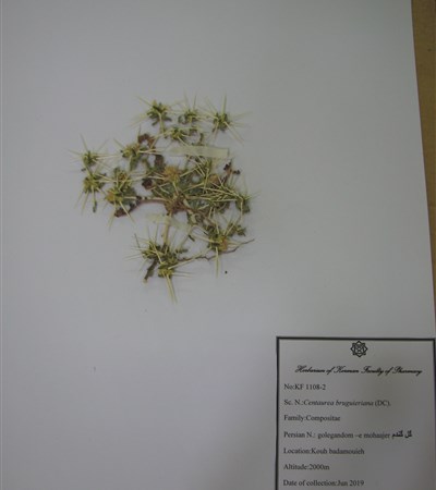 Gol-e gandom-e mohaajer