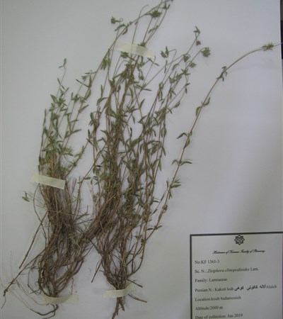 Kakouti-e kouhi,Alaale