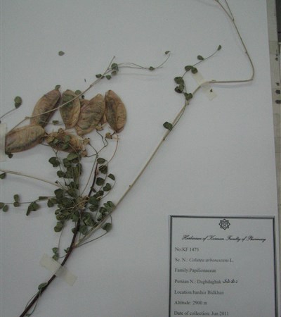 Daghdaghake derakhti