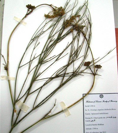 Choyl-e goushe daar,Gaarchi