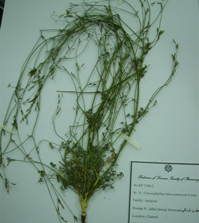 Jafari farangi-e khorasani