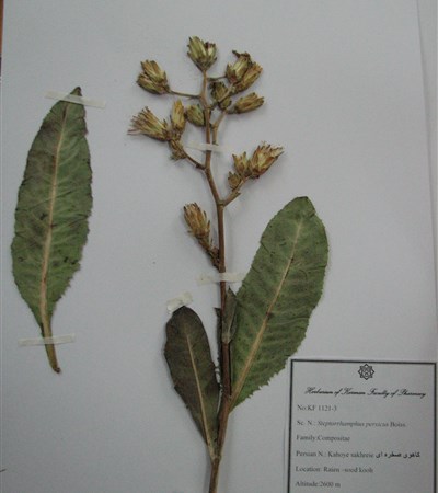 Kaahou sakhreii