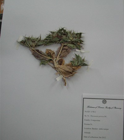 Thevenotia