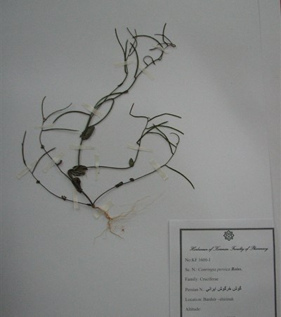 Goush khargoush-e irani