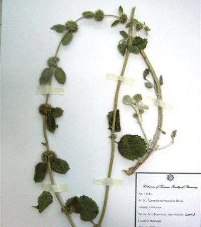 Ferasiyon-e najour dandaan