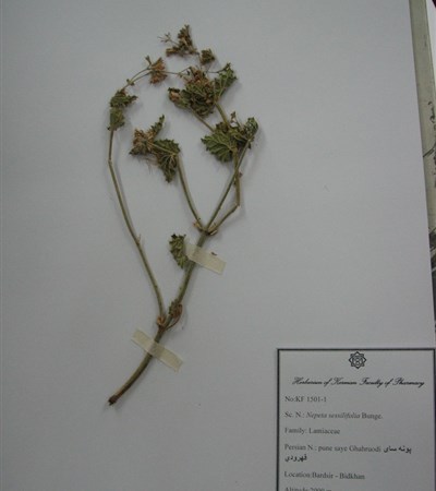 Poune say-e Ghahroudi