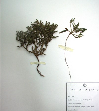 Cheshm gorbeii-e khazari-e tire