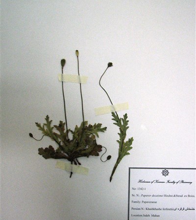 Khashkhash-e ferfereii