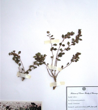 Goush moush-e afshan