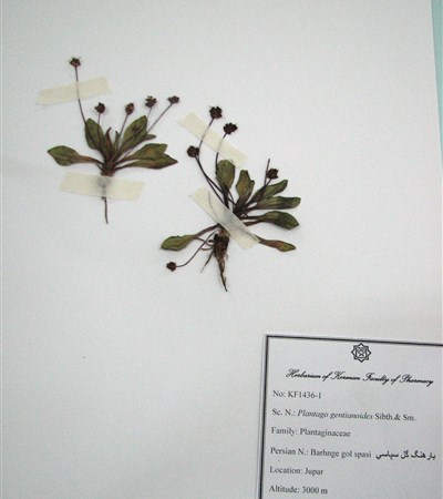 Baarhang-e gol spasi