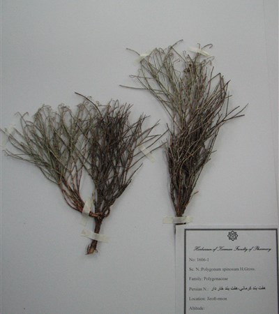 Haft band-e kermani,Haft band-e khardar