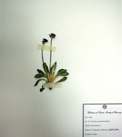 Pamchal-e yakhchaali