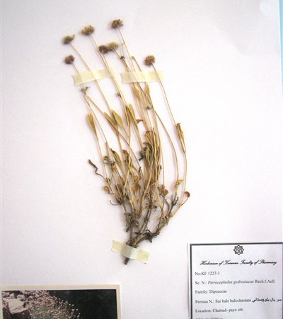 Sar baal-e balouchestani