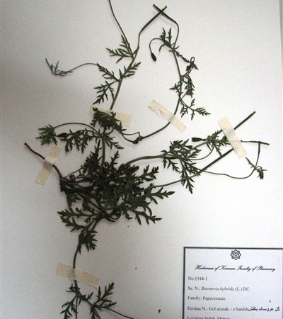 Gol arousak-e banafsh