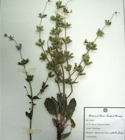 Maryam goli-e felestini