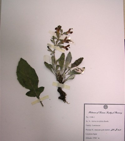 Maryam goli-e kaboli
