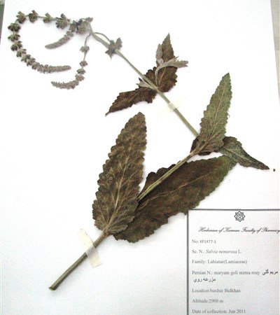 maryam goli mazrae rouy