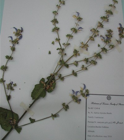 Maryam goli-e lalezari