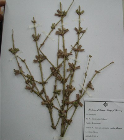 Maryam goli-e jonoubi