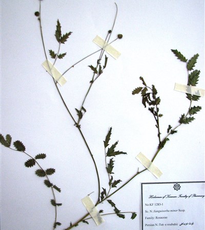 Tut-e roubahii,Gheytaran