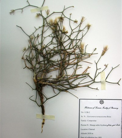 Shang-e asbi-e biyabani