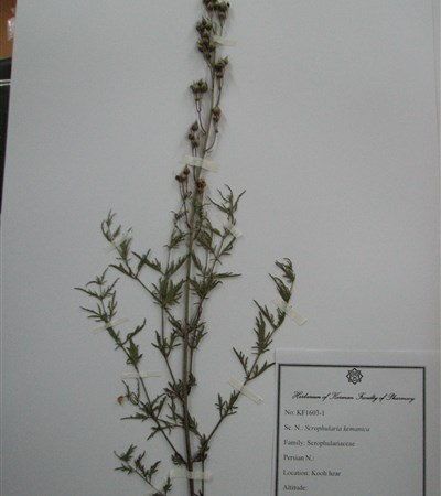 ScroPhularia