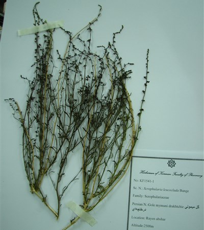 Gol meymouni drakhtchei