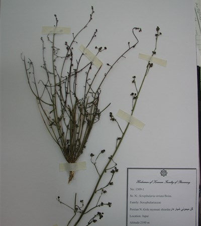 Gol meymuni shiardar