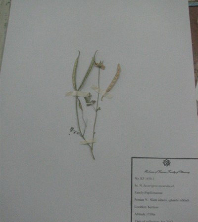 Niam satouri, Ghand-e talkhe